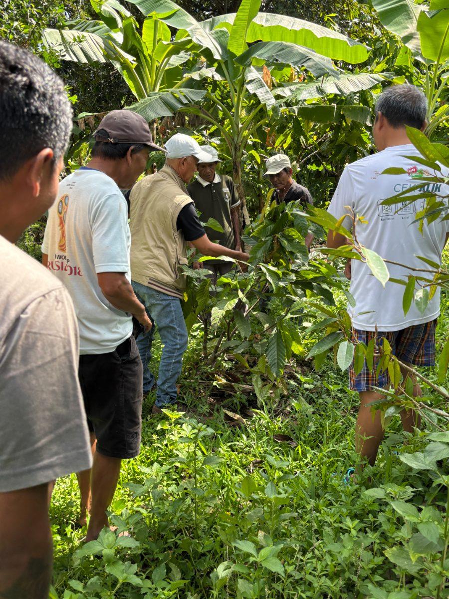 Petani berdiskusi di kebun kakao