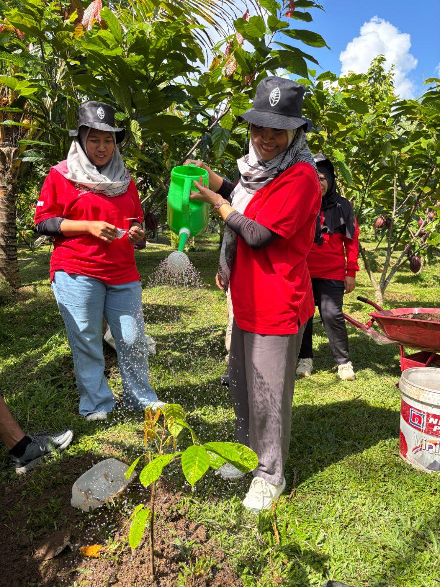 Perawatan tanaman kakao di kebun