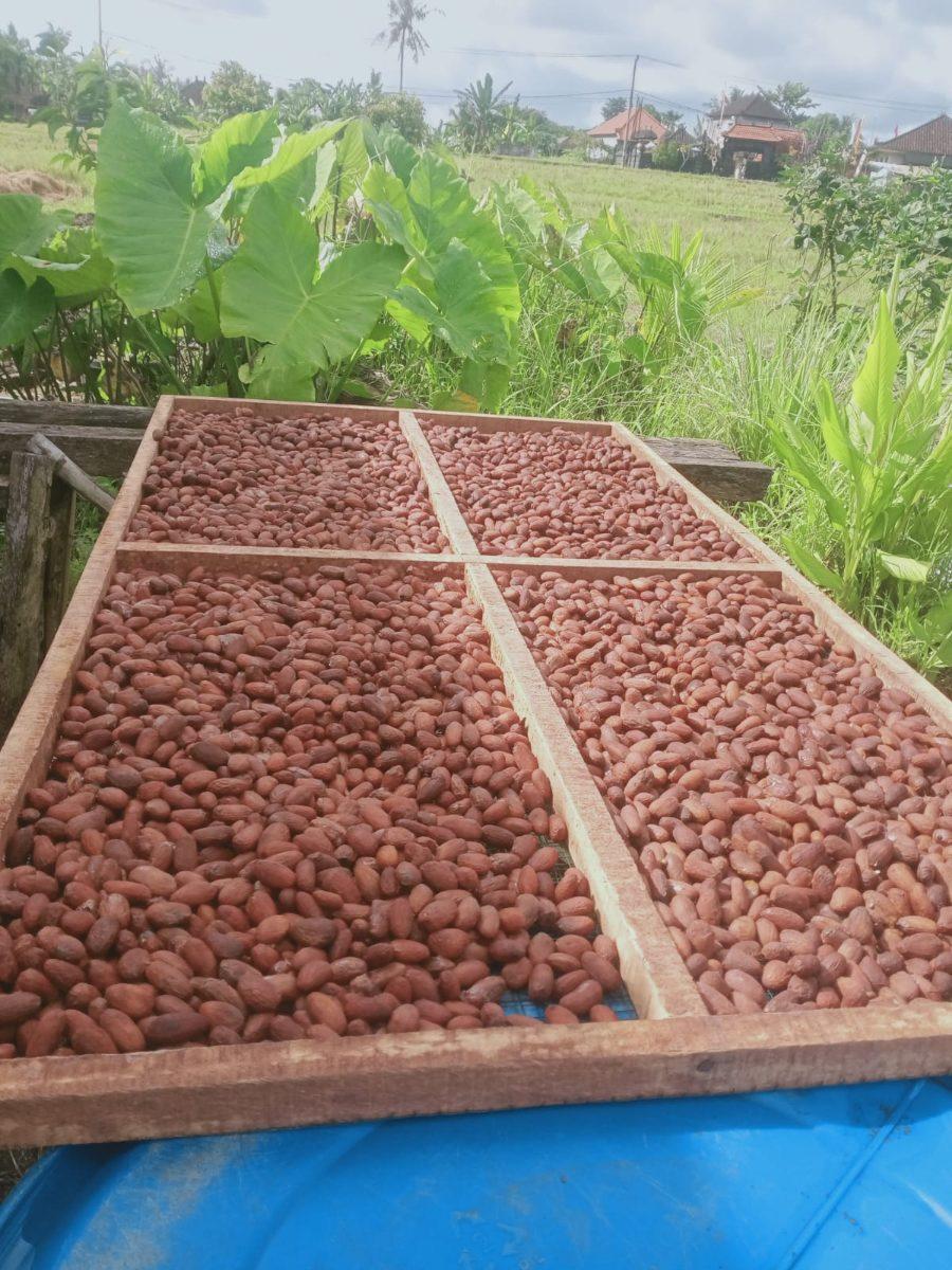 Biji siap salur